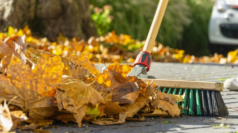 Leaf removal by Pro Landscaping.