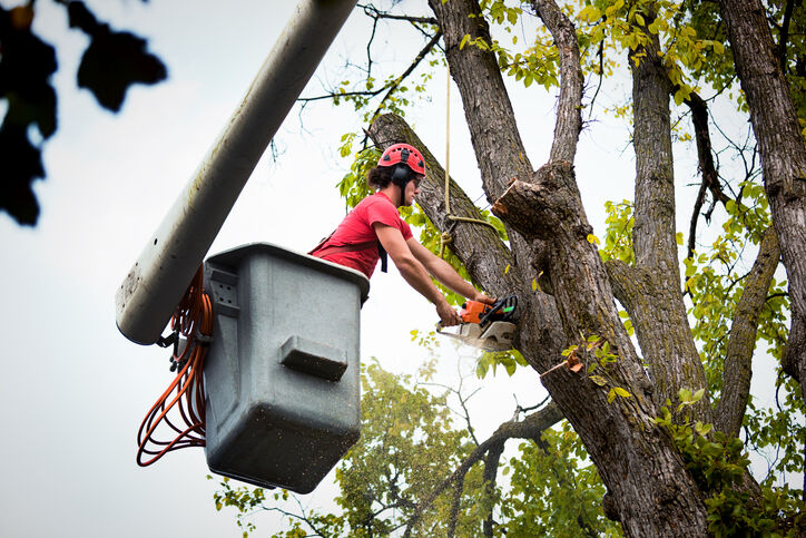 Tree services by Pro Landscaping
