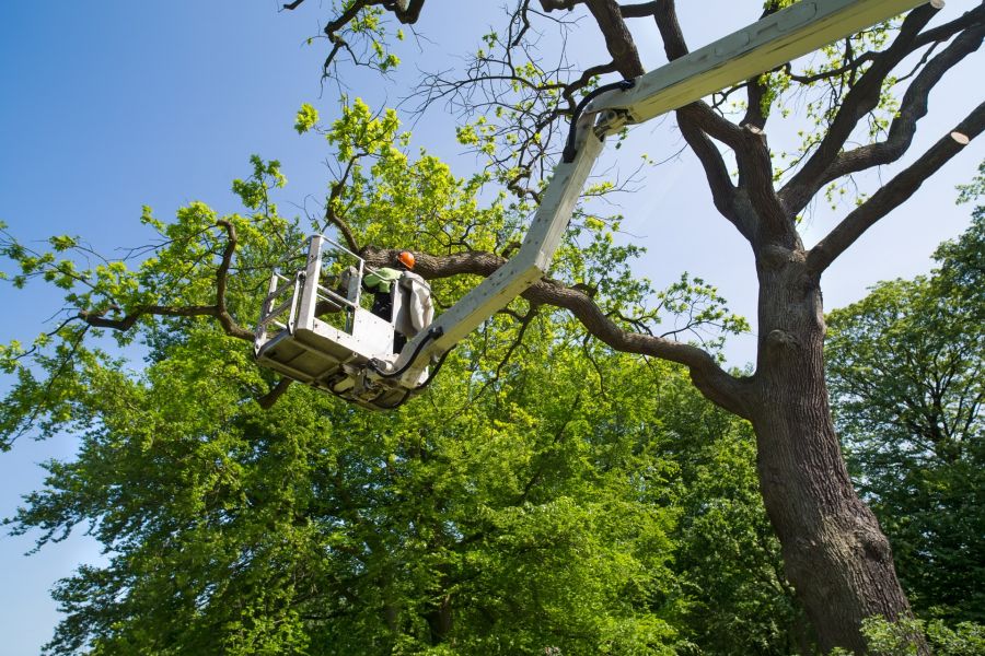 Tree Services by Pro Landscaping