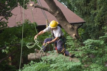 Tree Removal in Chattahoochee Hills, Georgia by Pro Landscaping