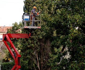 Tree Services in Chattahoochee Hills, Georgia by Pro Landscaping