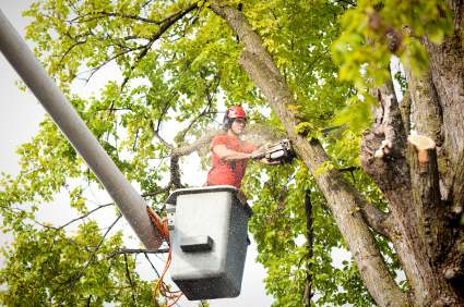 Tree pruning and trimming in Vinings, Georgia by Pro Landscaping