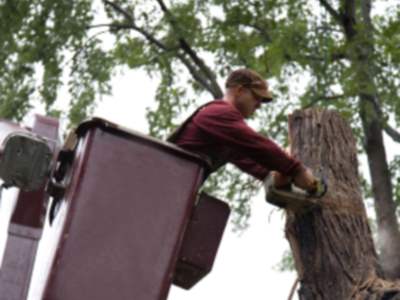 Tree services in Fayetteville by Pro Landscaping