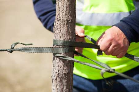 Tree cabling and bracing by Pro Landscaping