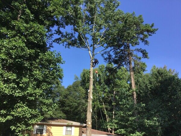 Tree Removal in Atlanta, GA (1)