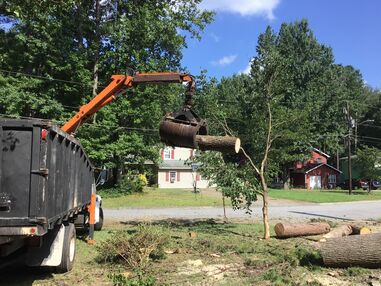 Tree Removal in Atlanta, GA (2)